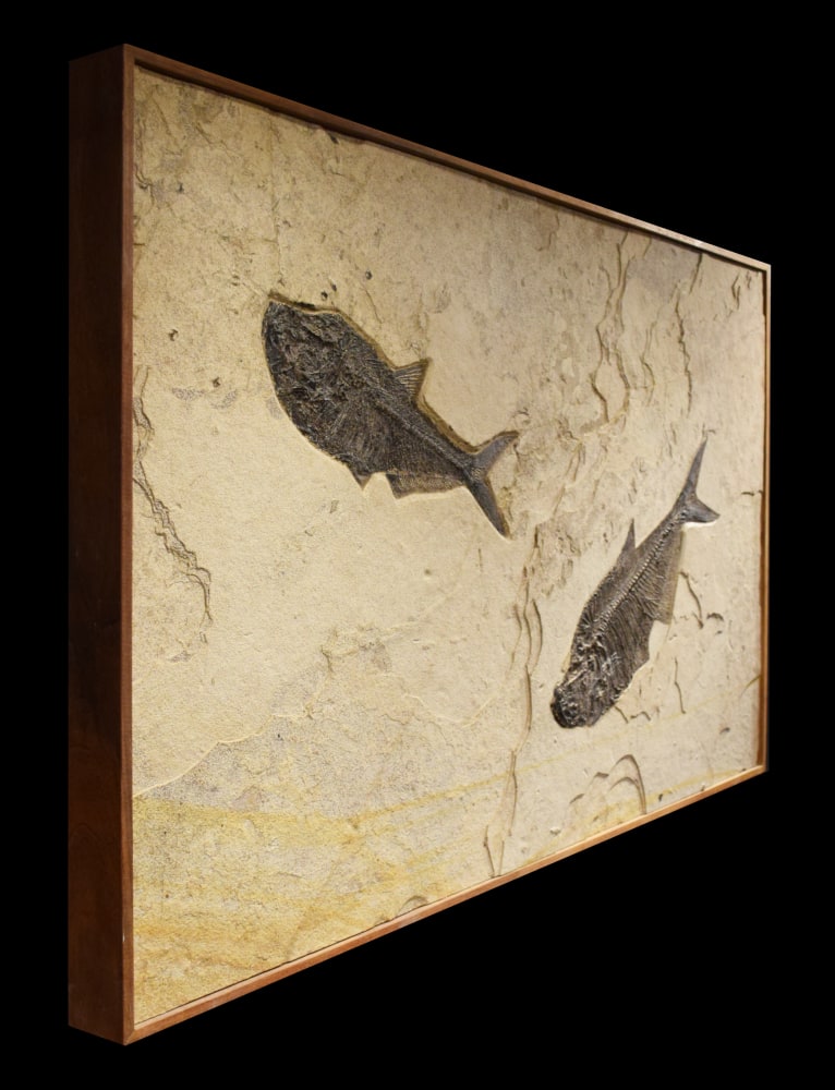 Fossil Mural 8343cm Fossil ArtItems Natural Fossil Art and Design