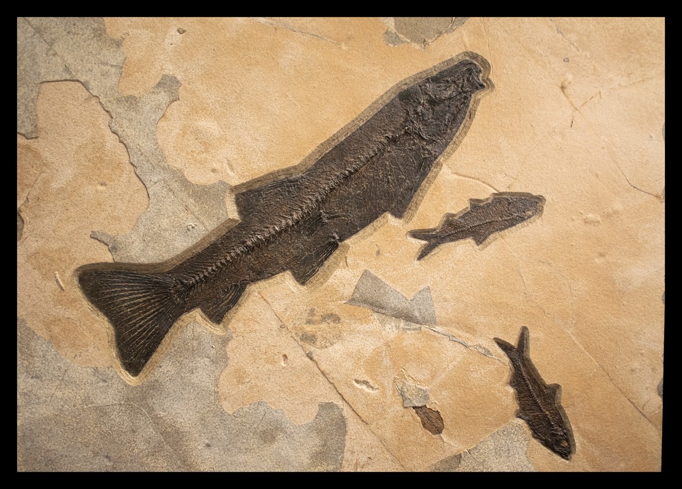Fossil Fish Mural 8003cm (SOLD)