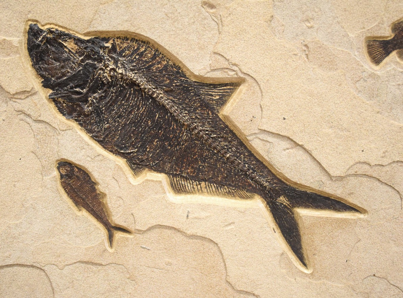 Fossil Fish Mural 6367am (SOLD)
