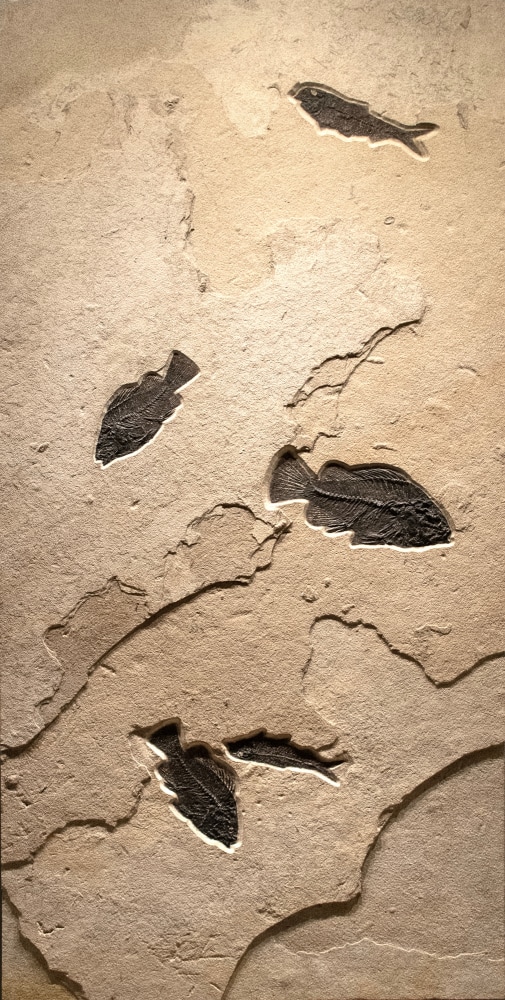 Center Panel