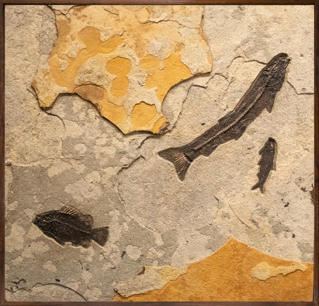 Fossil Fish Mural 5002am (SOLD)