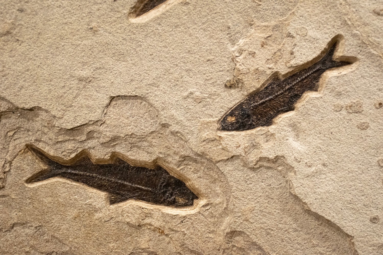 Fossil Fish Mural 8488 (SOLD)