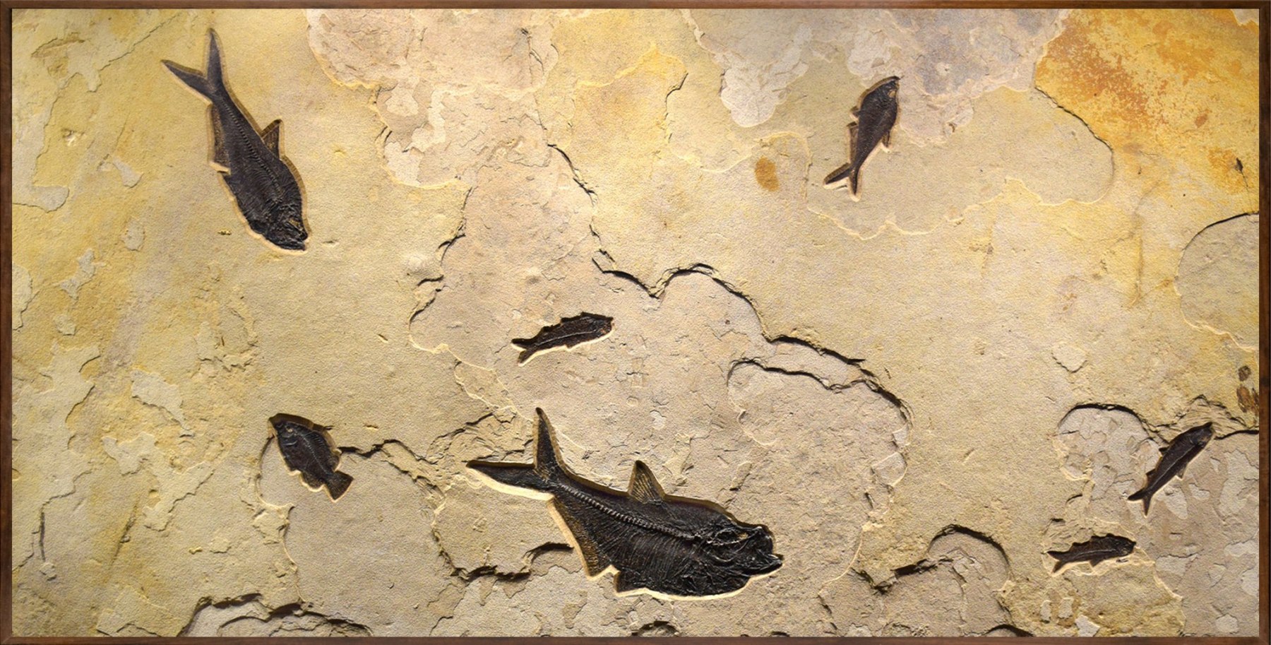 Fossil Fish Mural 8011gm (SOLD) - A two directional fossil mural ...