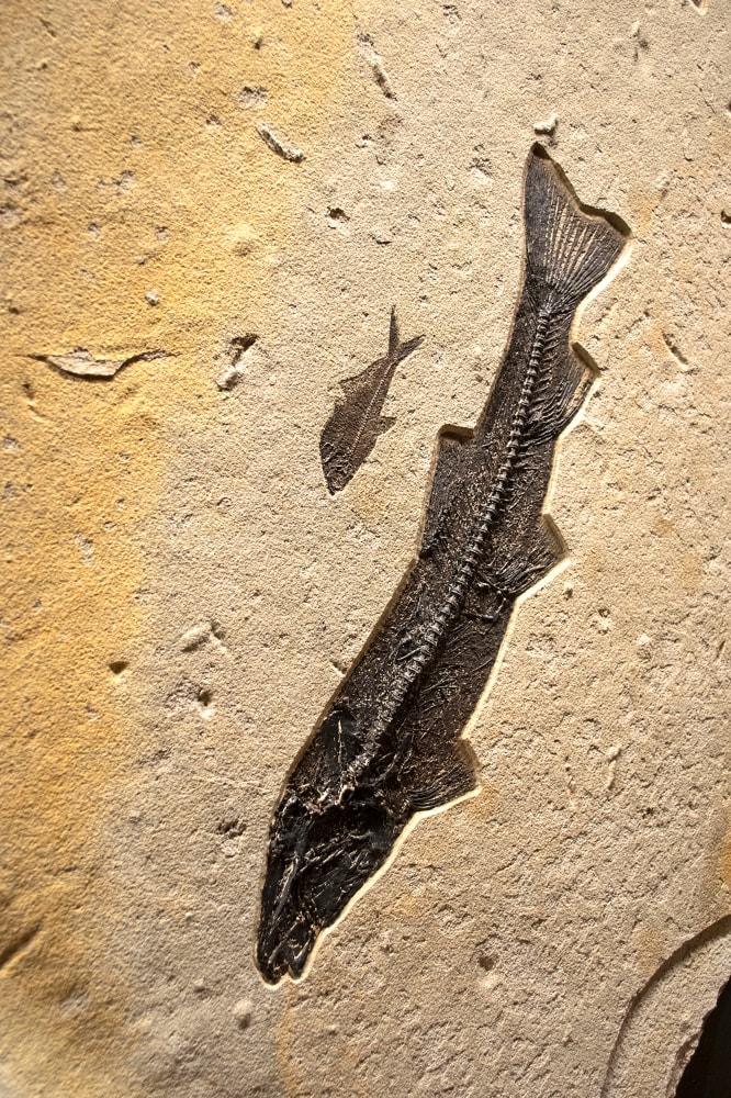 Fossil Fish Mural 5611gm (SOLD)