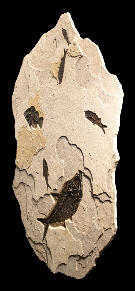 Fossil Fish Mural 2001cm (SOLD)