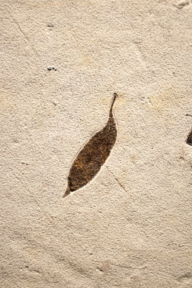 Fossil Plant Mural 9478am (SOLD)