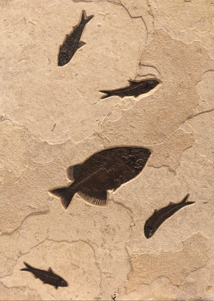 Fossil Fish Mural 1721AB (SOLD)