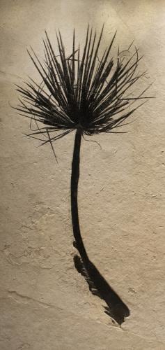 Fossil Palm Mural 6004 &amp; 5003 GM (SOLD)