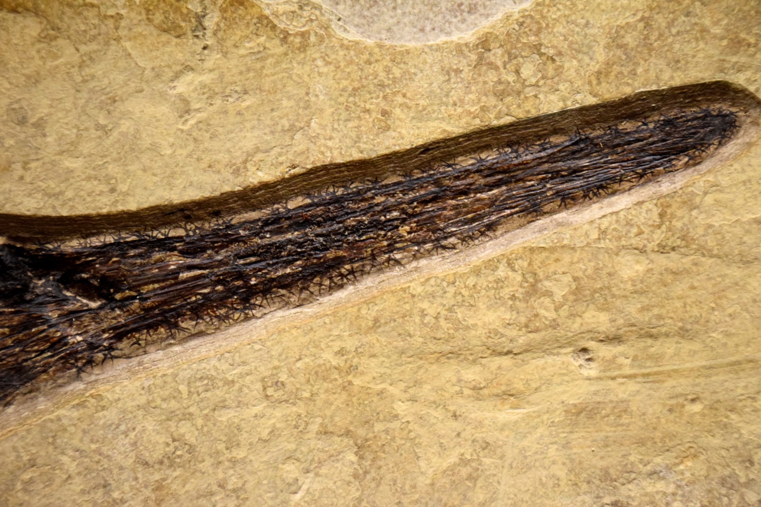 Fossil Fish Mural 8701cm (SOLD)