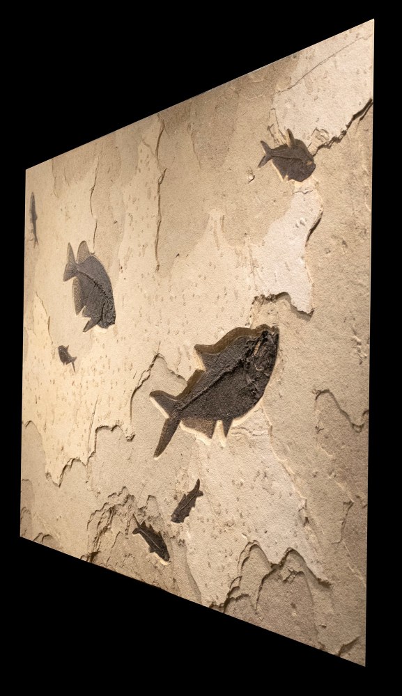 Fossil Fish Mural 8488 (SOLD)