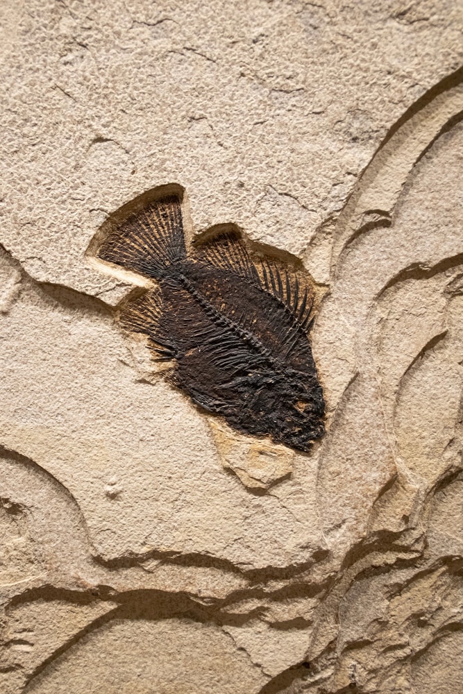 Fossil Palm and Fish Mural 9081cm (SOLD)