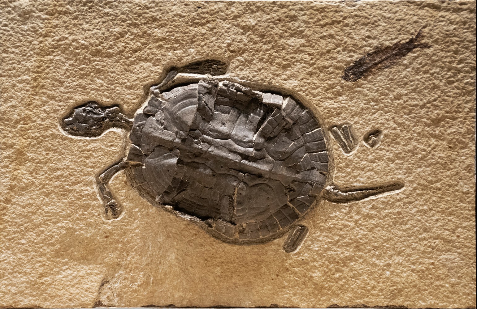 Fossil Mural 1314mm (SOLD)