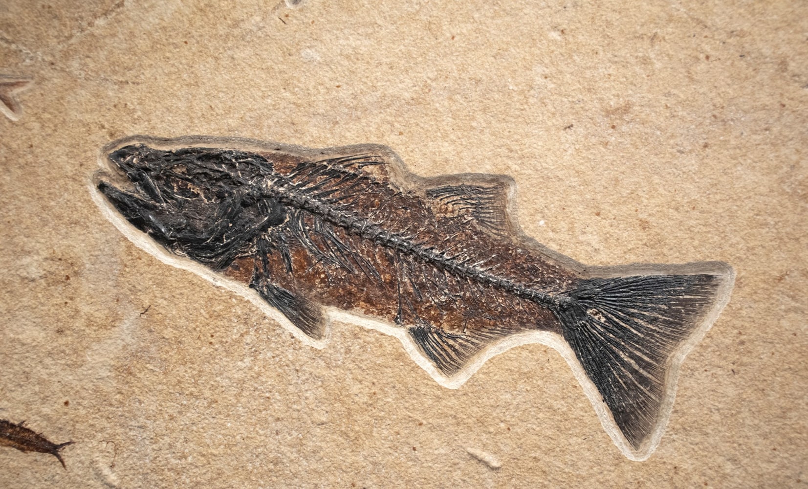 Fossil Fish Mural 8342am (SOLD)