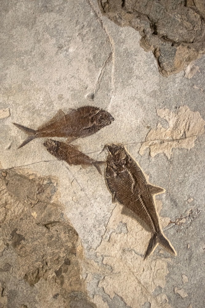 2 Diplomystus and a Knightia