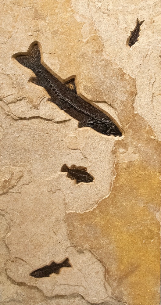 Fossil Triptych Mural 1007ABC (SOLD)