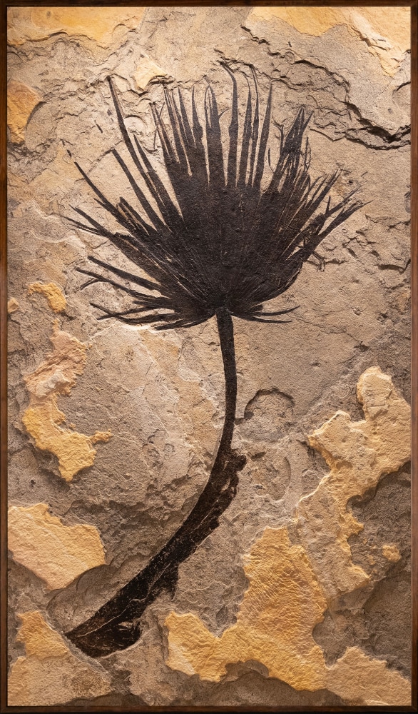 Fossil Palm Mural 1001gm (Sold) - A vertical Gallery-sized fossil mural ...