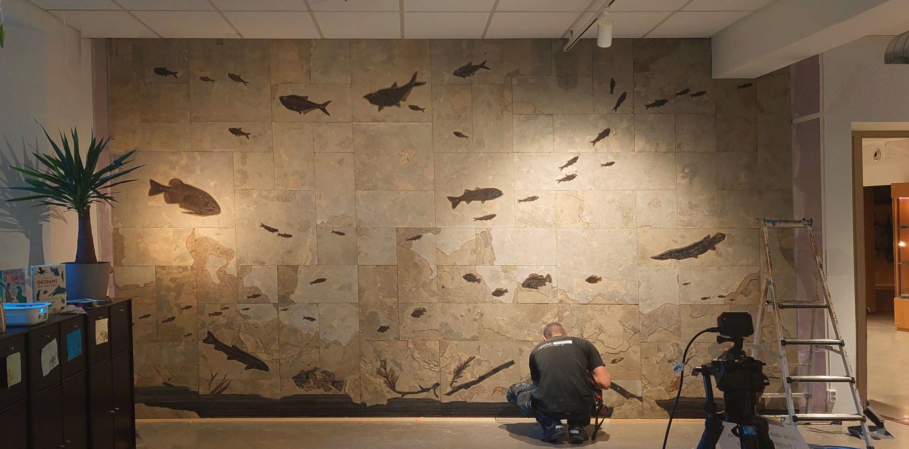 A custom-made fossil wall for the The Oslo Museum of Natural History, Oslo Norway.