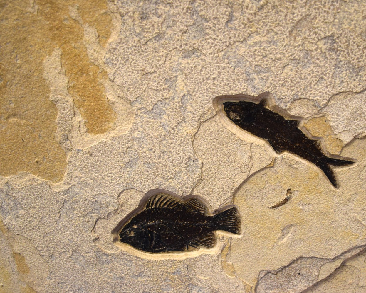 Fossil Fish Mural 4002cm (SOLD)