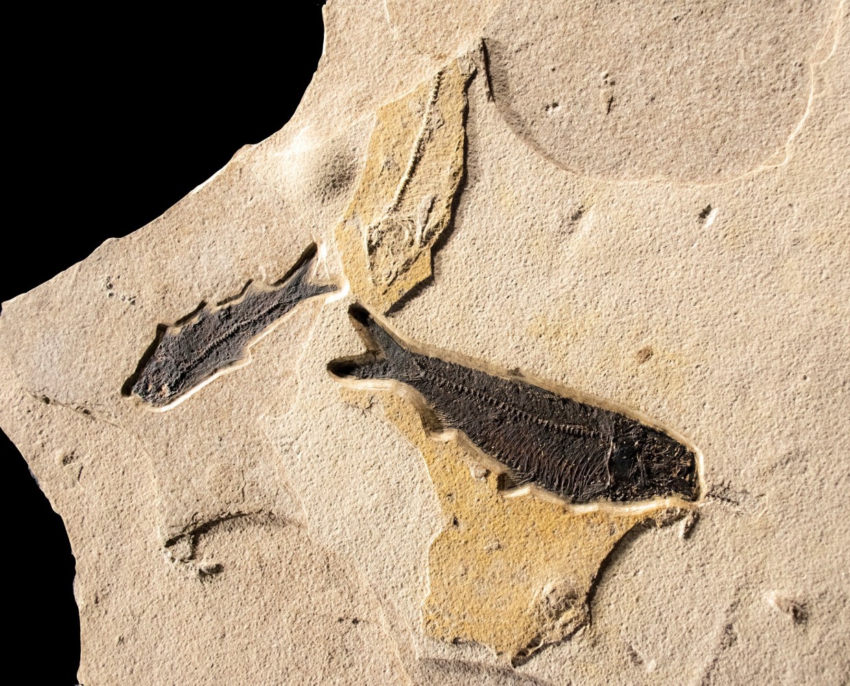 Fossil Fish Mural 2001cm (SOLD)