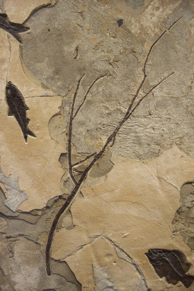 Fossil Fish &amp; Plant Mural 8004cm (SOLD)