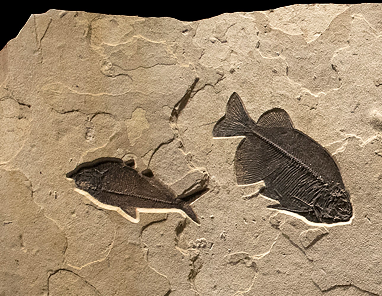 Fossil Mural 1008gm (SOLD)