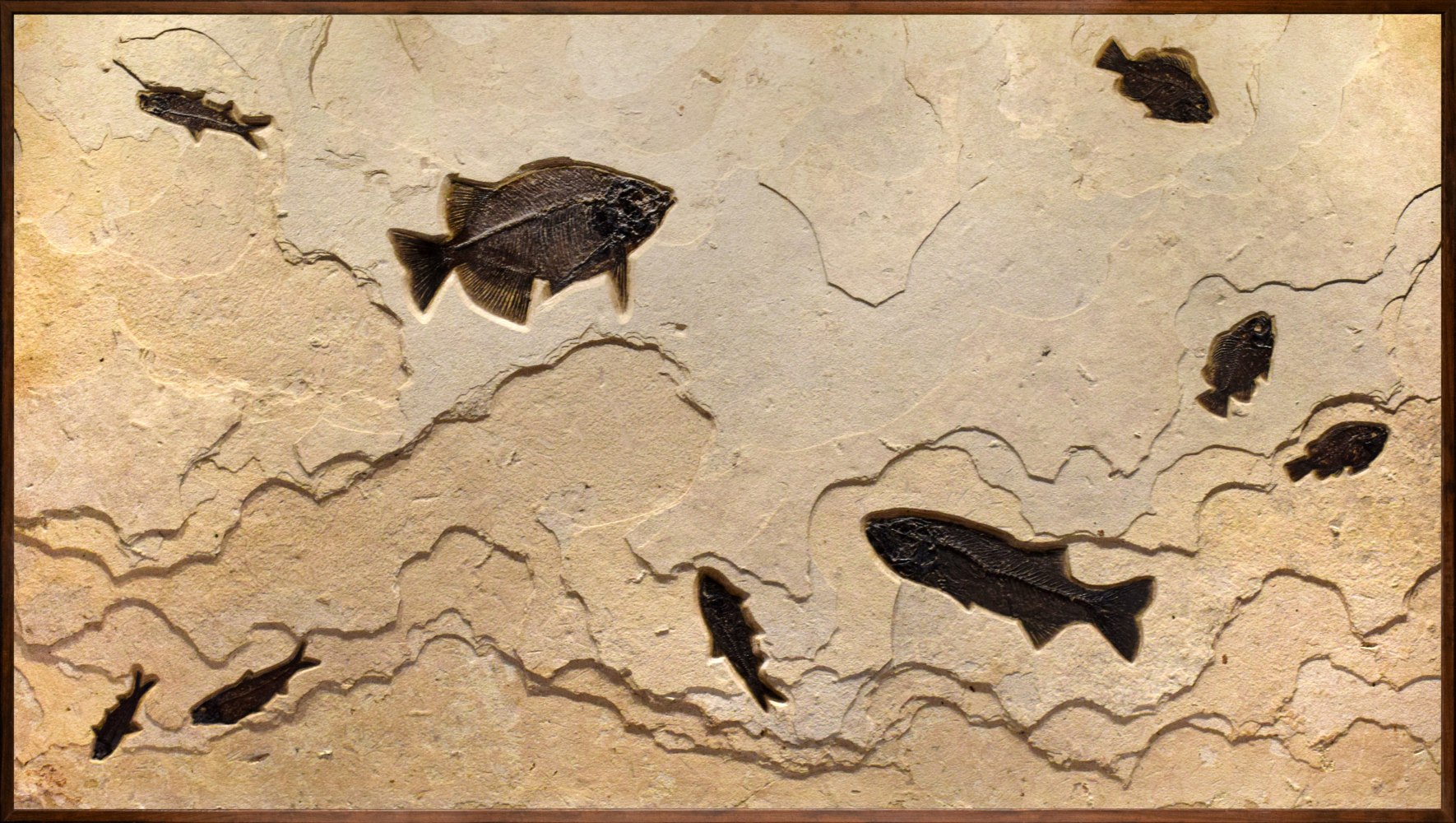 Fossil Fish Mural 4010gm (sold) - A Horizontal Gallery-sized Fossil 