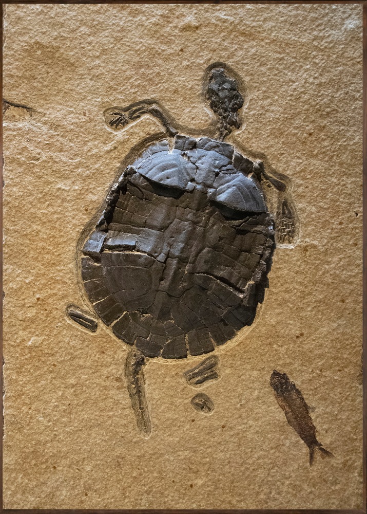 Fossil Mural 1314mm (SOLD)