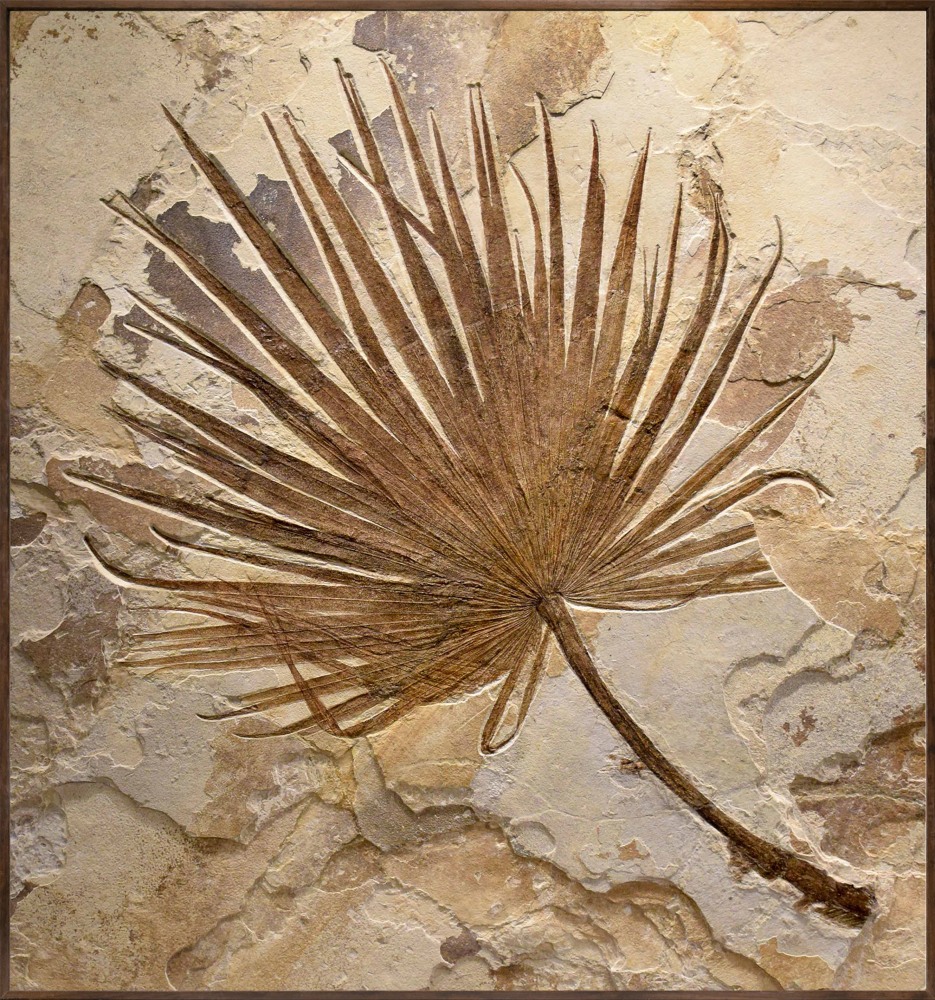 Fossil Palm Mural 3002gm (SOLD)