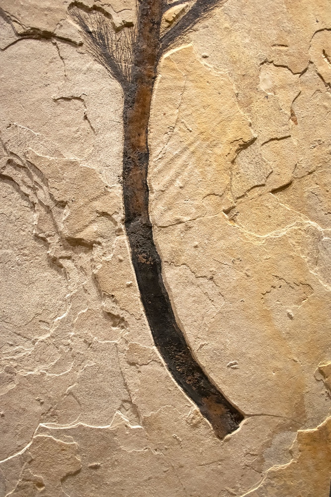 detail of the fossil palm frond negative overlaying the fossil palm flower