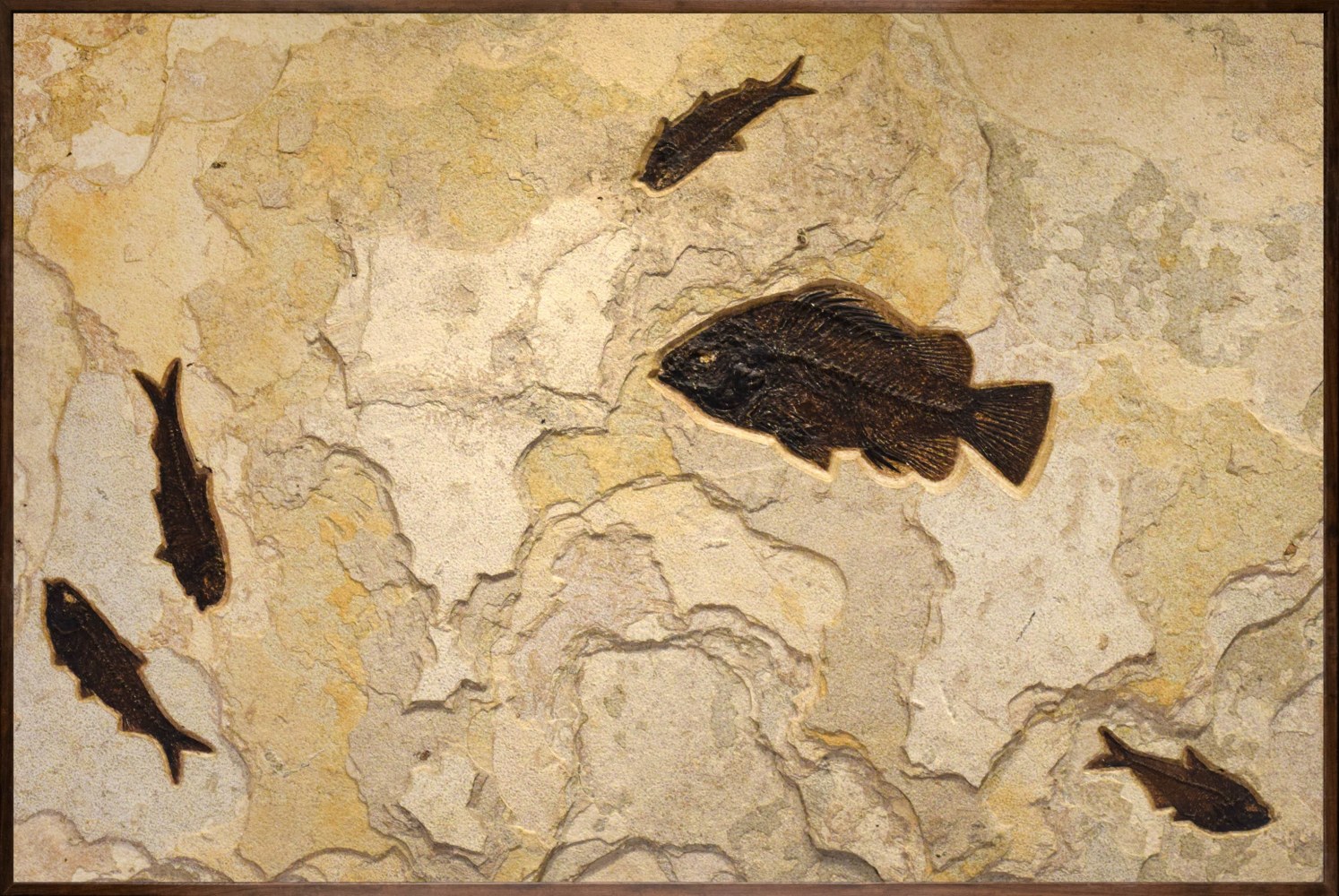 Fossil Mural 8701am - An Accent-sized fossil fish mural containing 5 ...