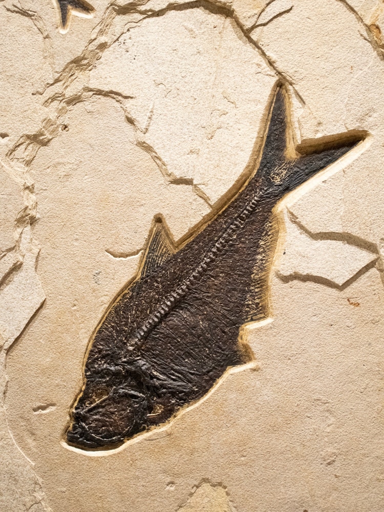Fossil Fish Mural 3700am (sold)
