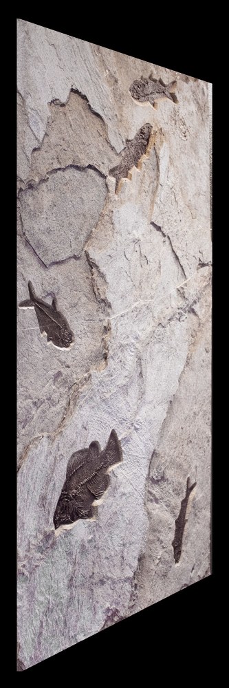 Fossil Fish Mural 4700am (SOLD)