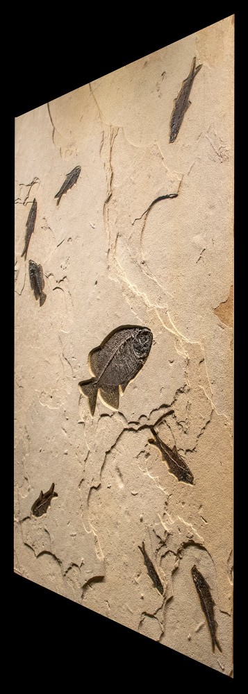 Fossil Mural 4005cm (SOLD)