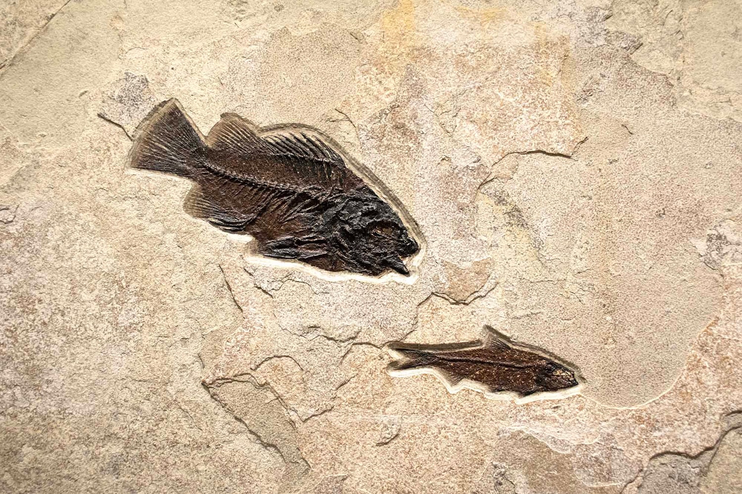 Priscacara serrata (large) and&amp;nbsp;Knightia eocaena (small)