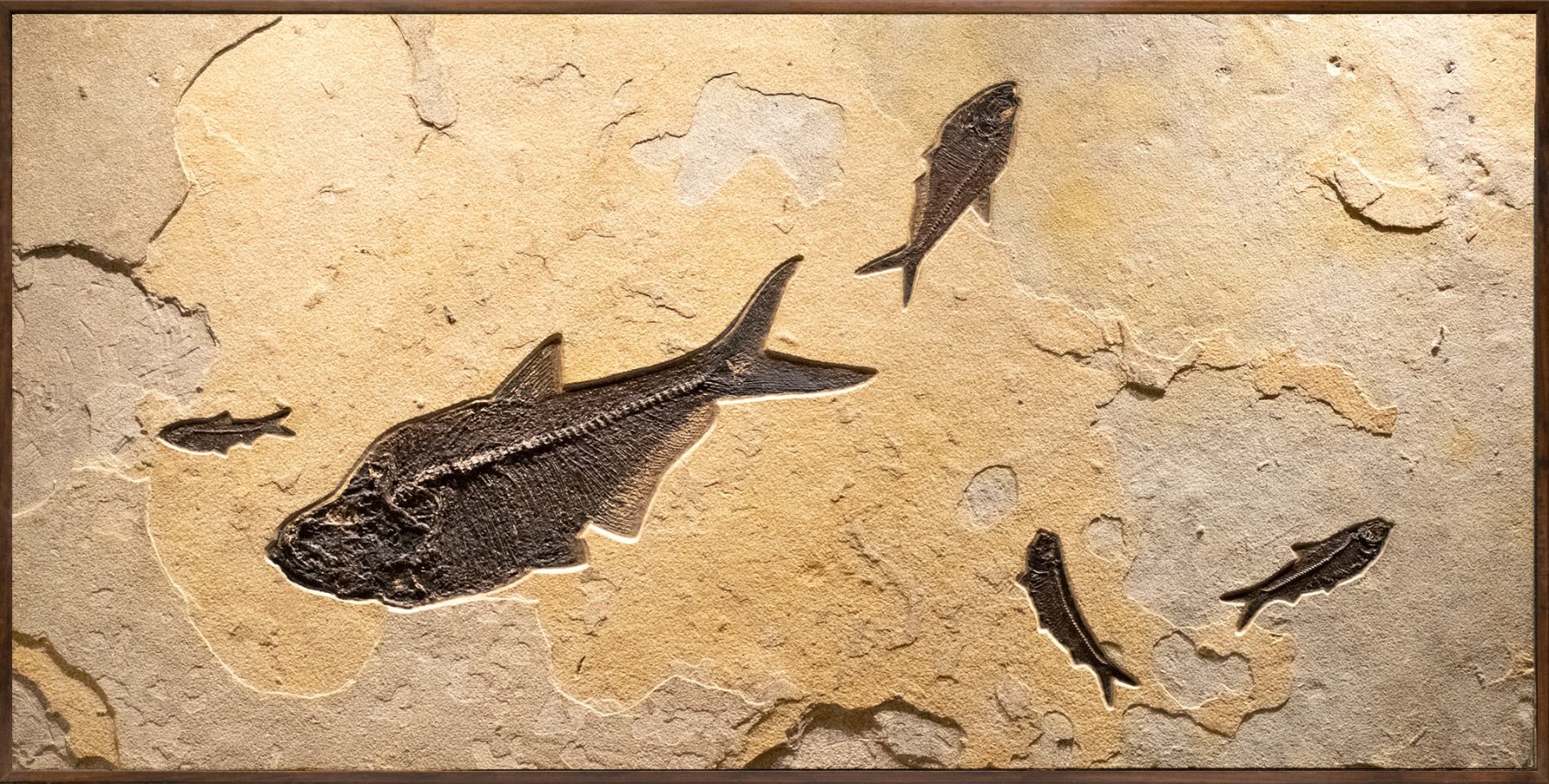 Fossil Fish Mural 2004cm (SOLD)