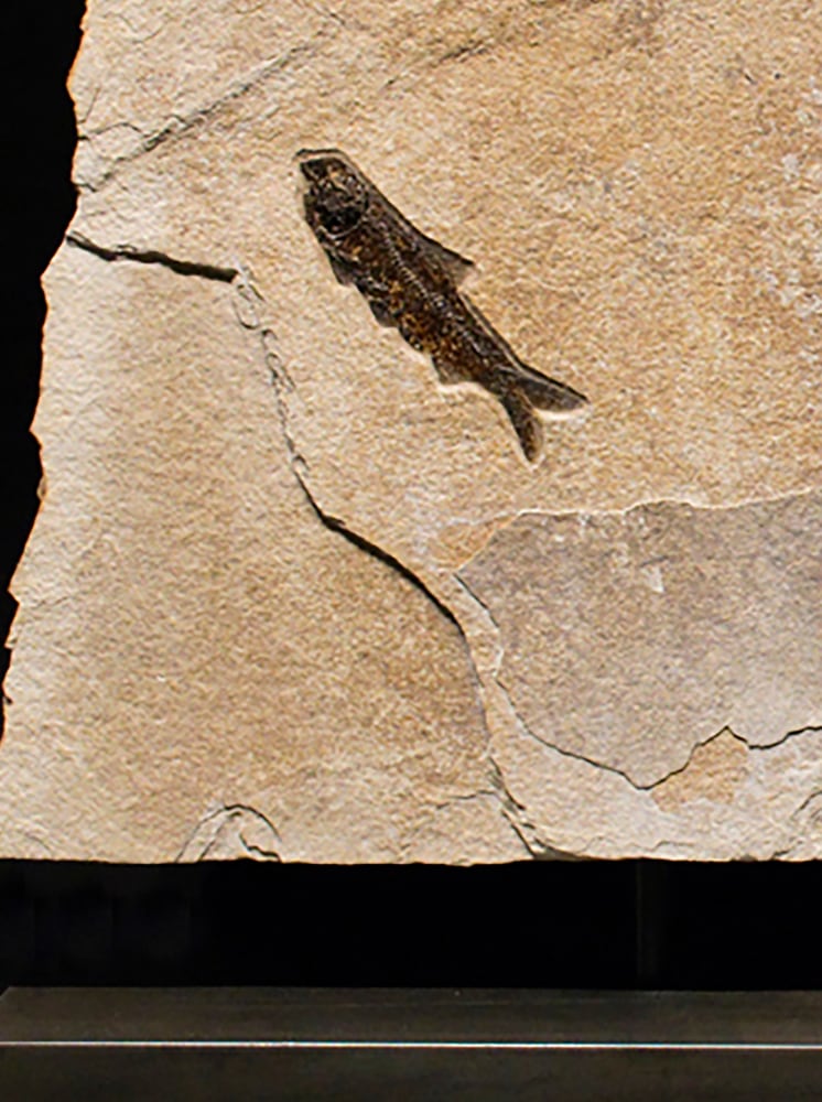 Fossil Sculpture 2364