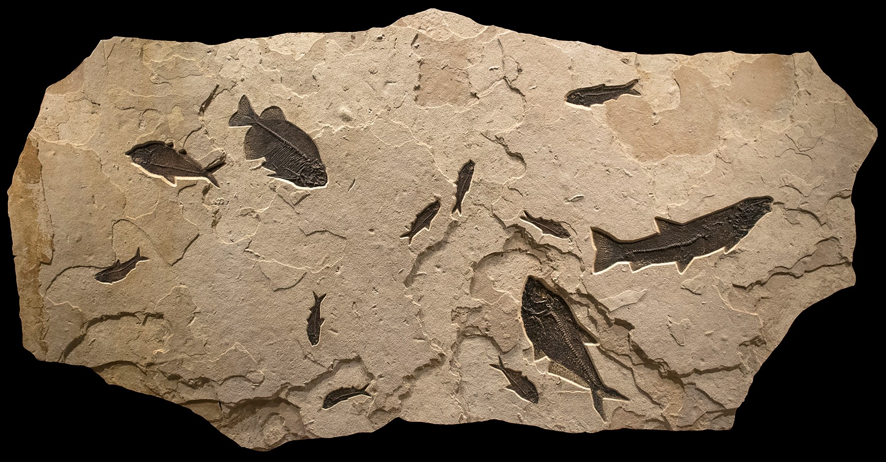 Fossil Mural 1008gm (SOLD)