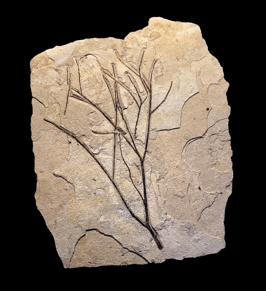 Fossil Plant Mural 3523am (SOLD)