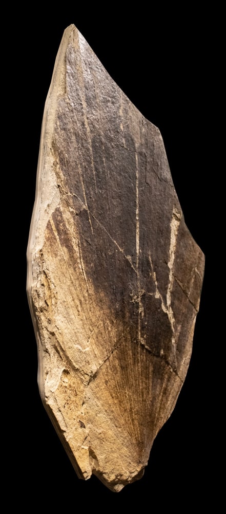 Fossil Palm Mural 9500am (SOLD)