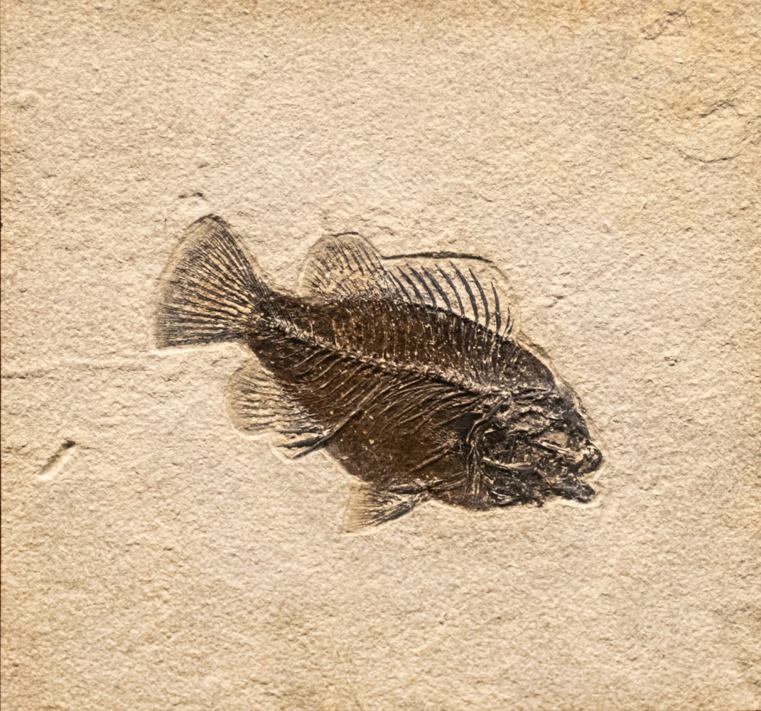 8&amp;quot; x 8&amp;quot; Natural Cleft Tile with a Cockerellites liops