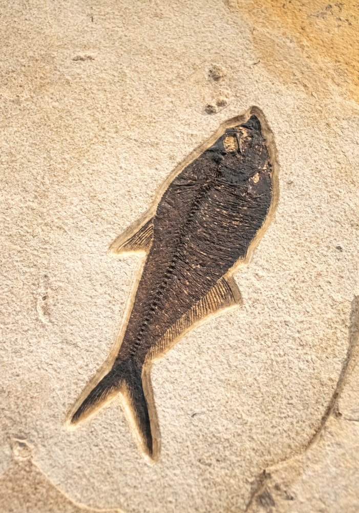 Fossil Fish Mural 8043gm (SOLD)