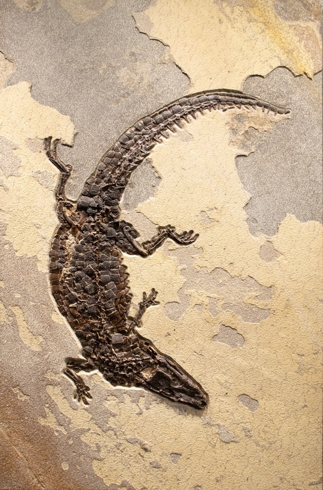 Fossil Caiman Mural 5526cm (SOLD)