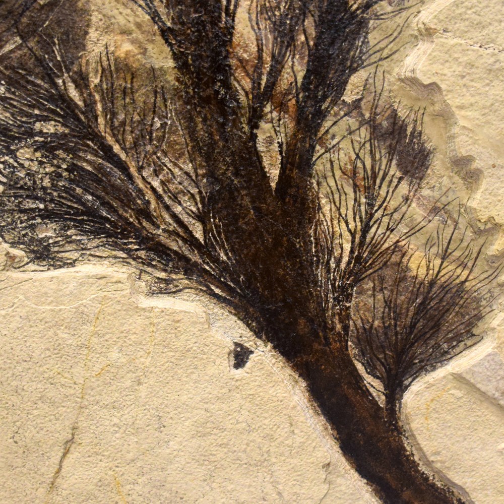 Fossil Palm Flower 2003gm