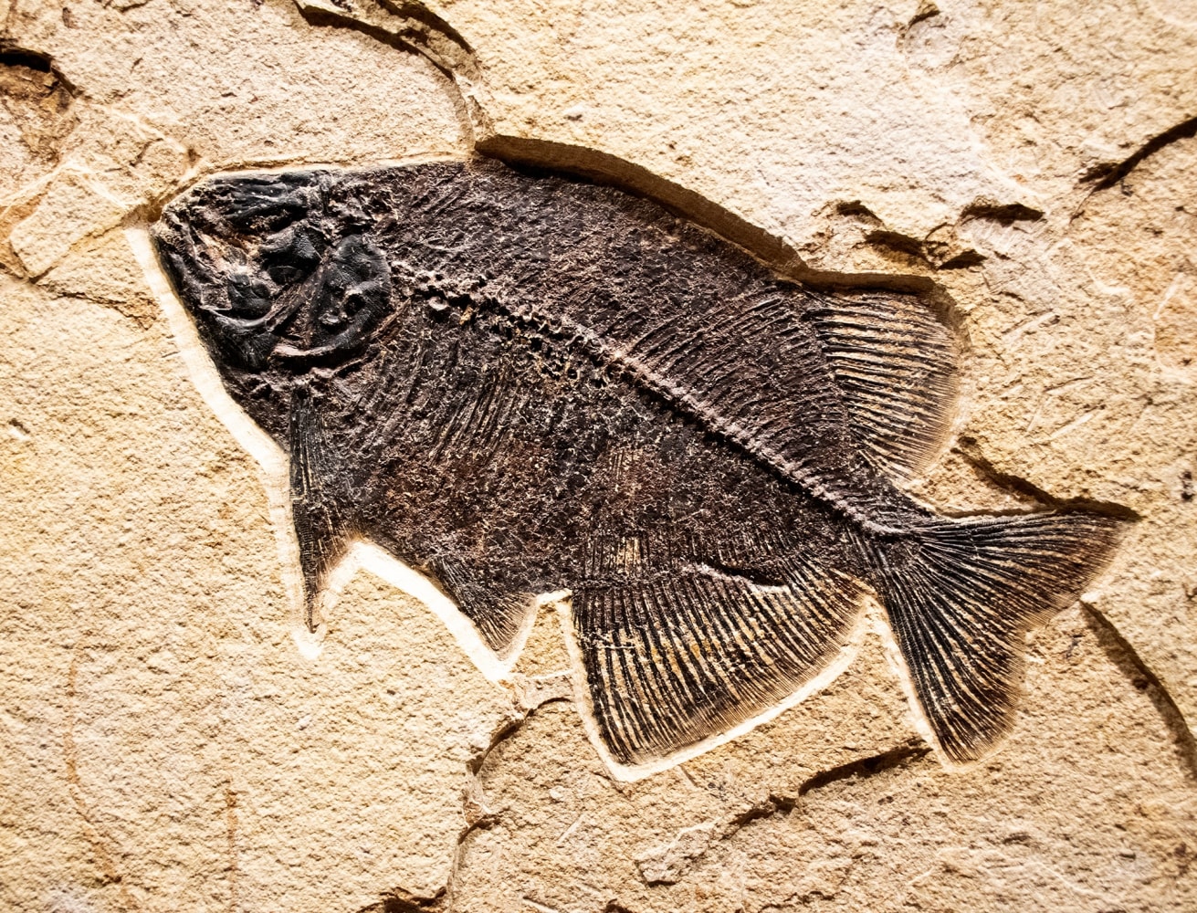 Fossil Fish Mural  8341am (SOLD)
