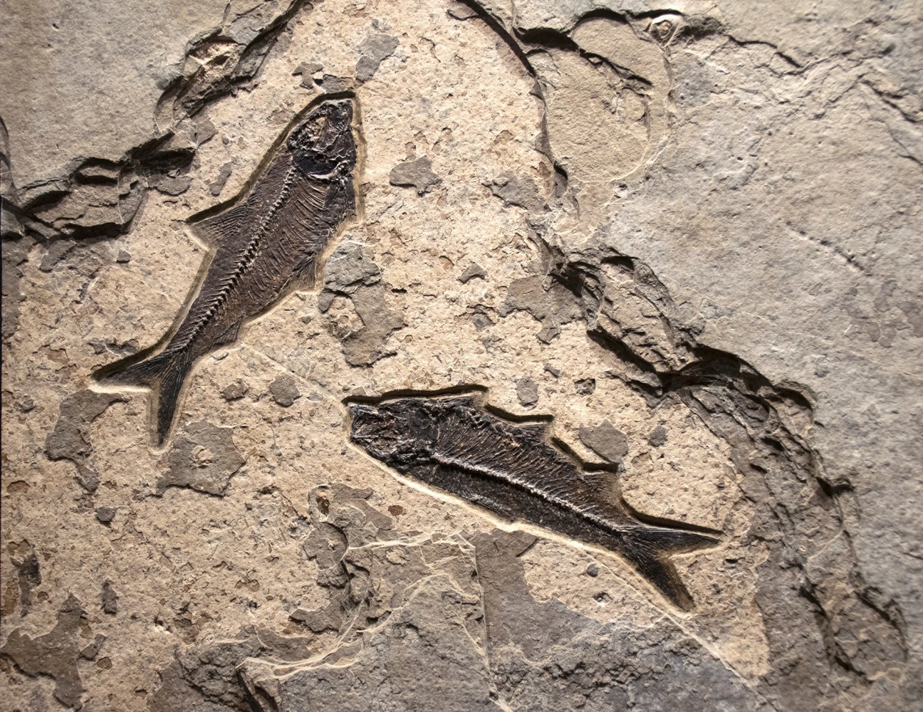 Fossil Mural 0800am  (SOLD)