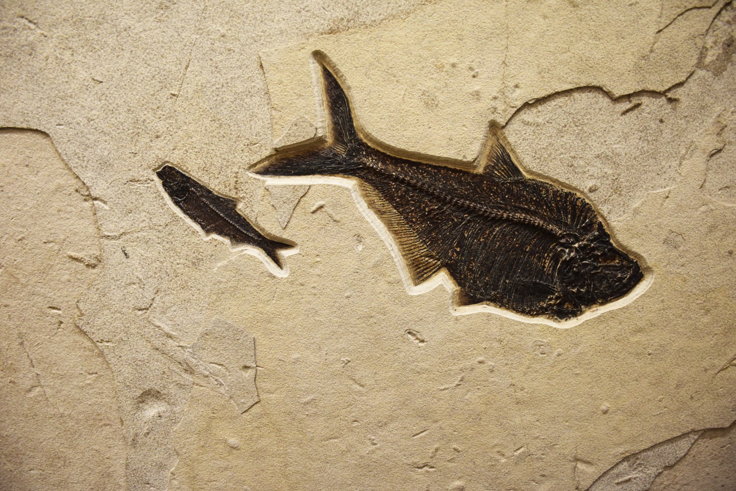 large Diplomystus dentatus and small Knightia eocaena