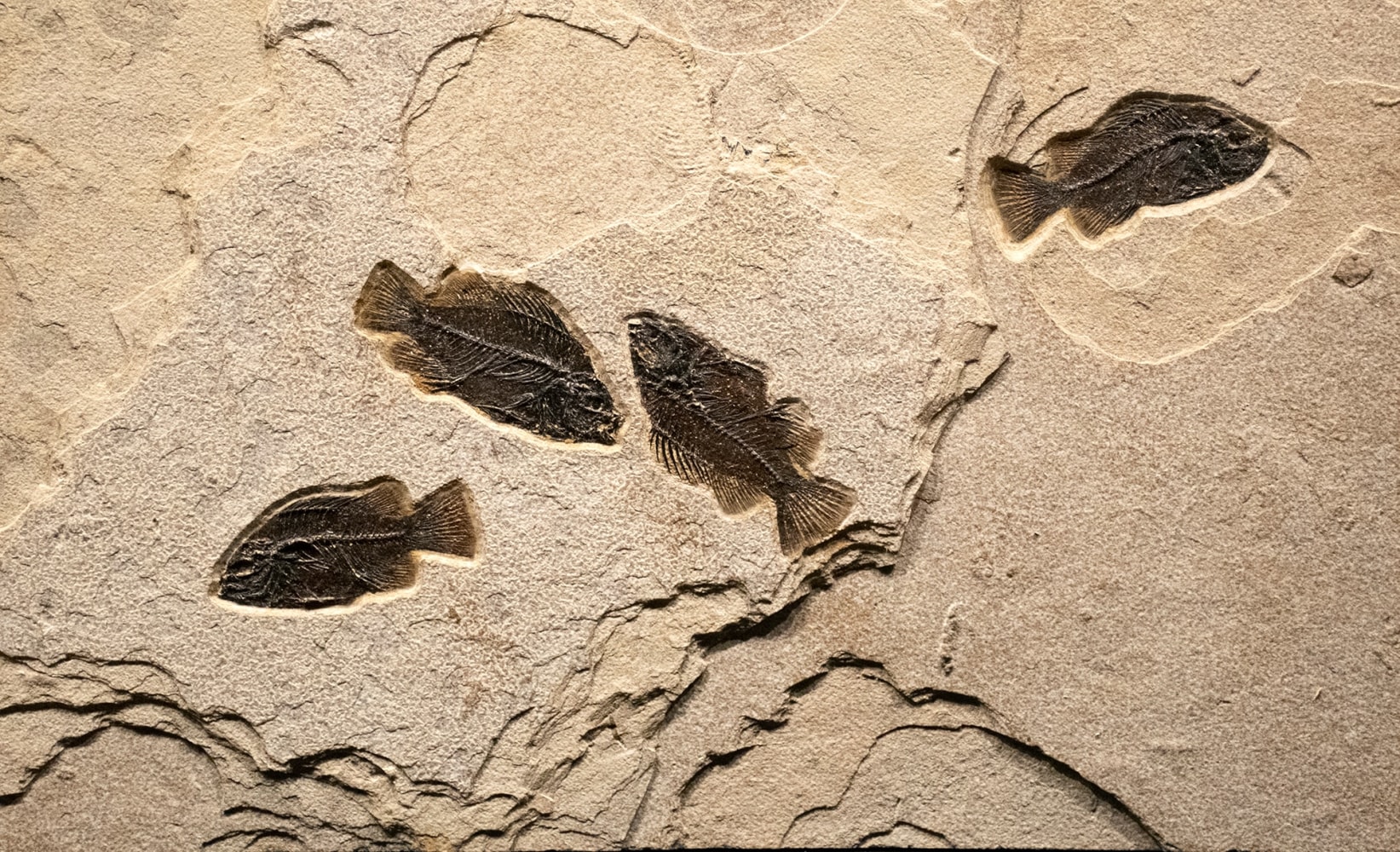 Fossil Fish Cockerellites liops

Cockerellites liops is one of the more common fossils found in the Green River Formation. Until recently it was called Priscacara liops. Due to distinct differences between this fossil and Priscacara such as the larger number of dorsal fin rays, a thinner pelvic spine, and typically smaller in size, it has been re-classified Cockerellites. It was a schooling fish and is considered quite collectible due to its beautiful oval shape and pronounced dorsal fin. They likely preferred open water and would feed on insects and zooplankton. They are frequently found together in mass mortality layers. They average in length from 5&amp;quot; to 6&amp;quot;.