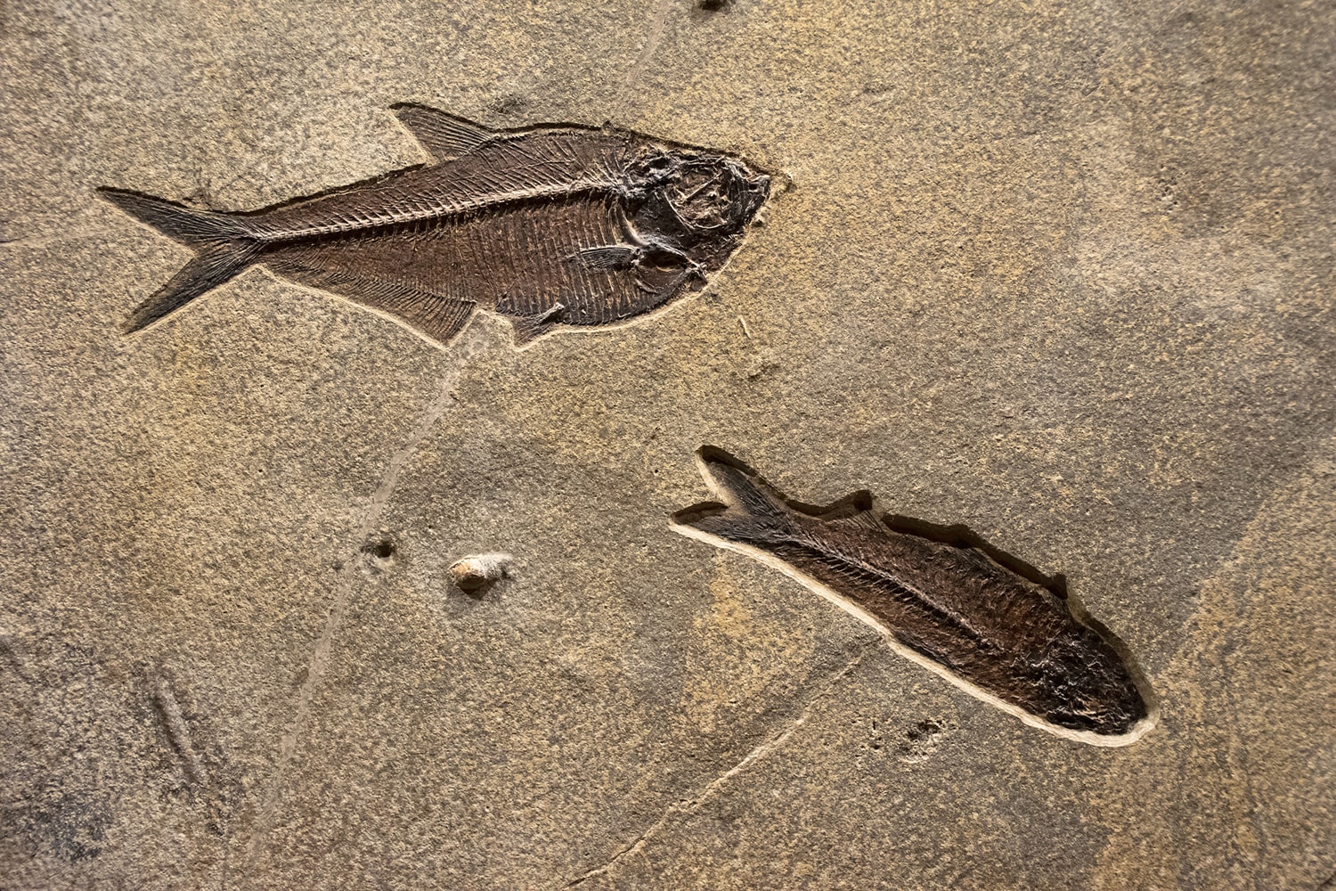 Fossil Mural 8007am (SOLD)