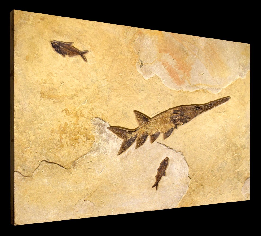 Fossil Fish Mural 8701cm (SOLD)