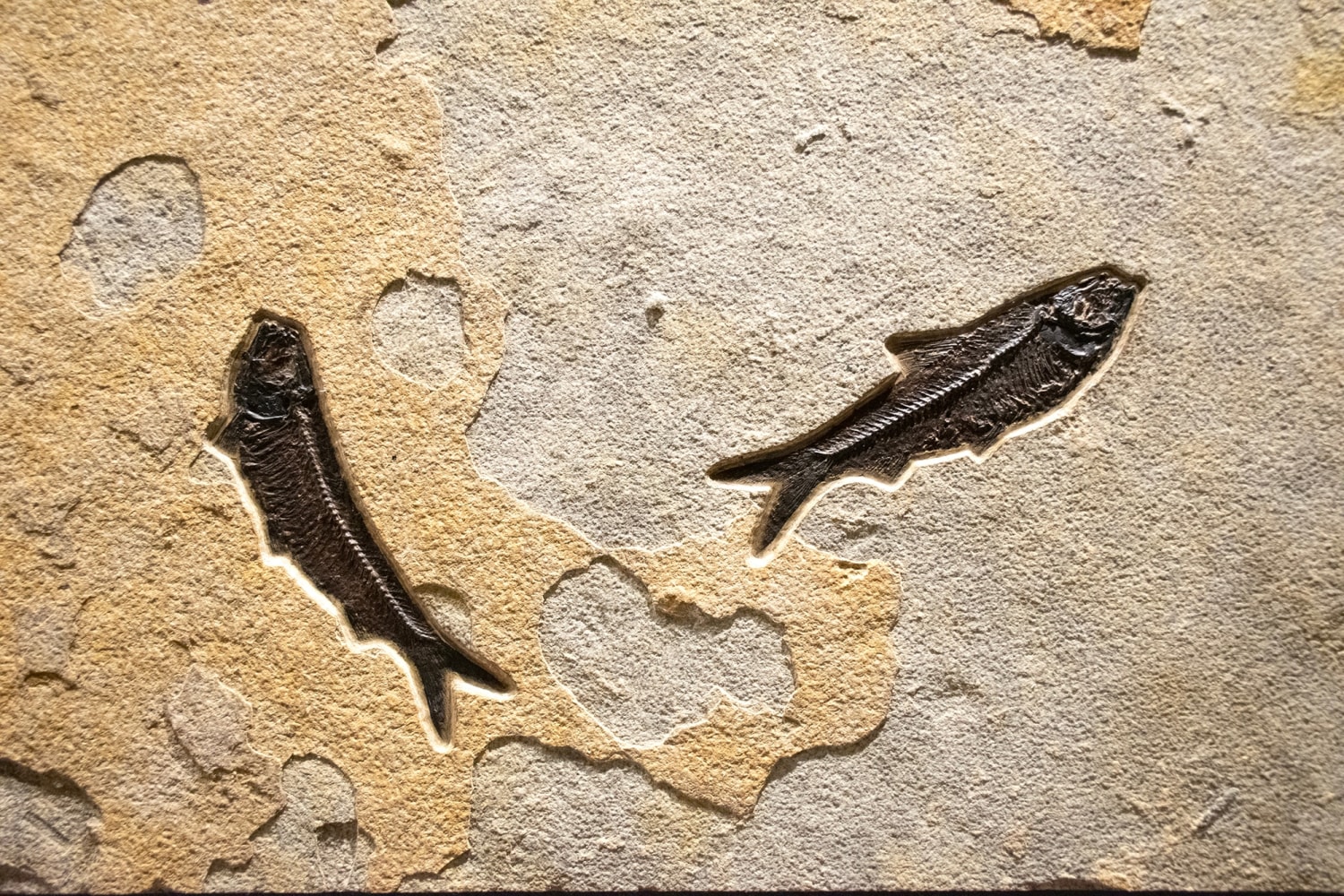Fossil Fish Mural 2004cm (SOLD)